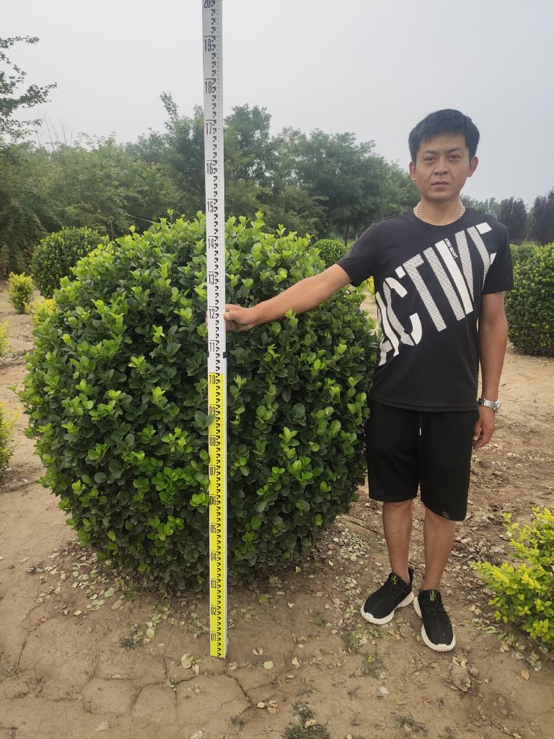卫矛卫矛球卫矛球价格卫矛球产地