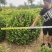 卫矛卫矛球卫矛球价格卫矛球产地