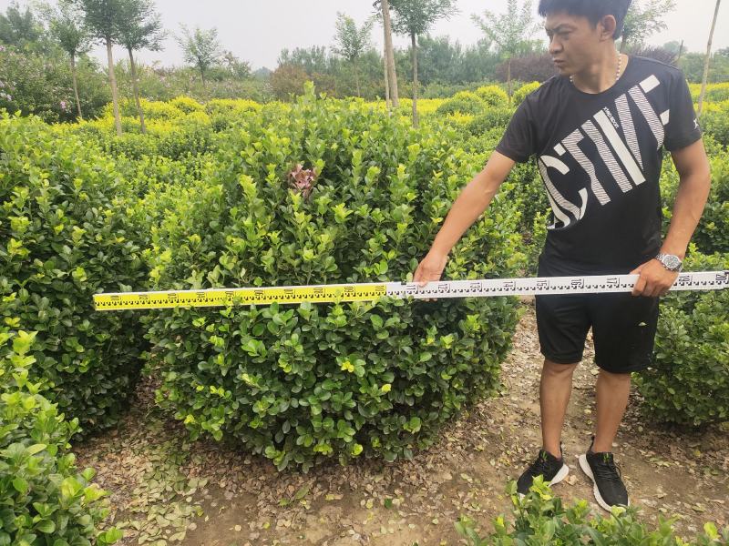 卫矛卫矛球卫矛球价格卫矛球产地