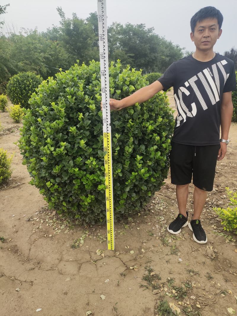 卫矛卫矛球卫矛球价格卫矛球产地
