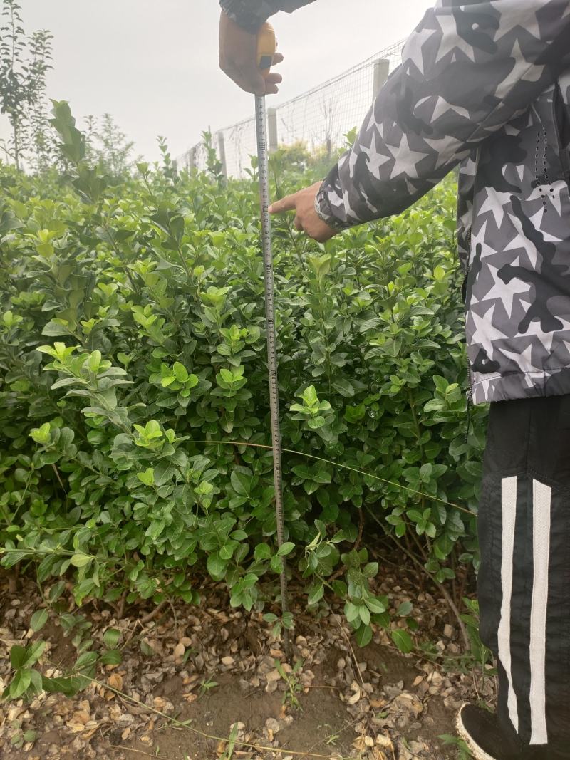 卫矛卫矛球卫矛球价格卫矛球产地