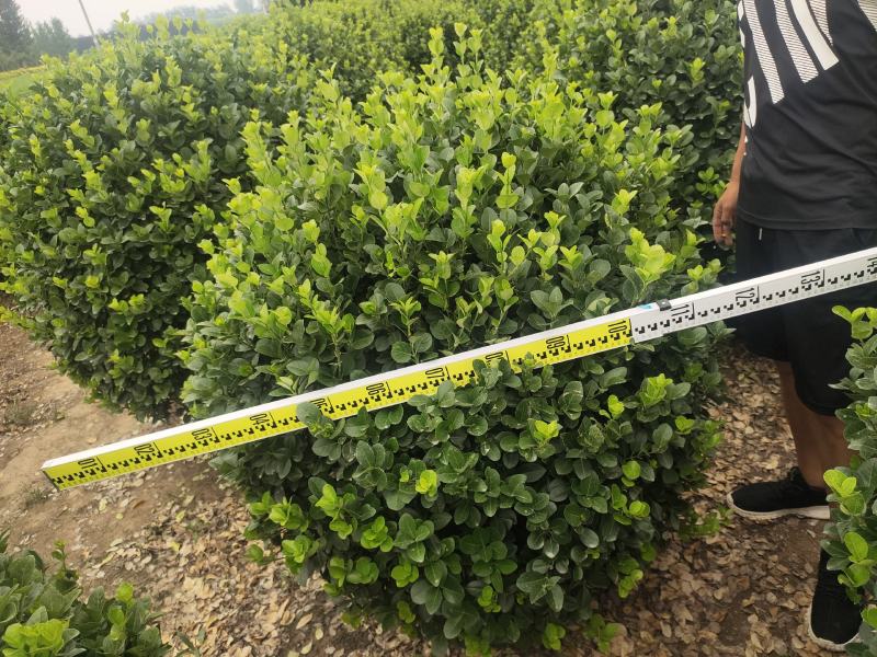 卫矛卫矛球卫矛球价格卫矛球产地