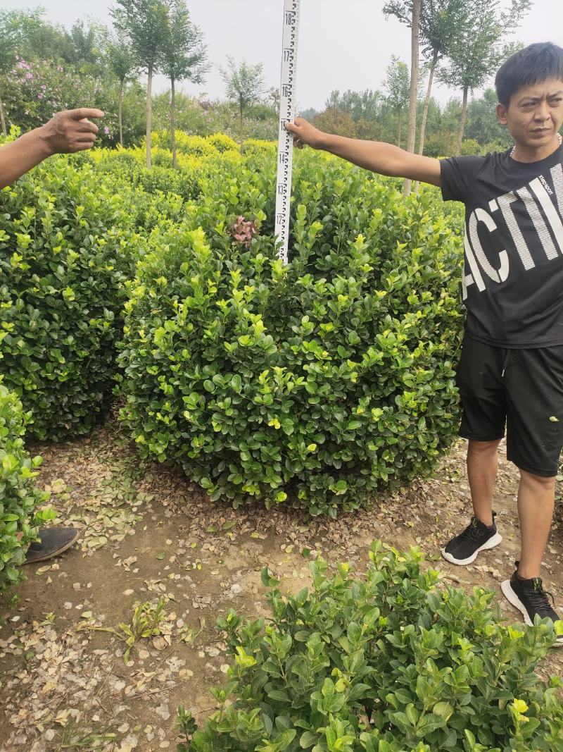 卫矛卫矛球卫矛球价格卫矛球产地