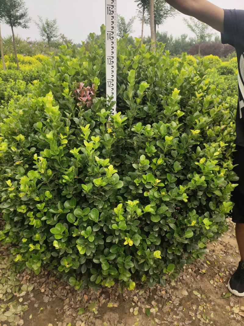 卫矛卫矛球卫矛球价格卫矛球产地