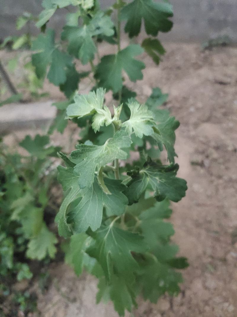 龙爪槐龙爪槐价格龙爪槐起树现场