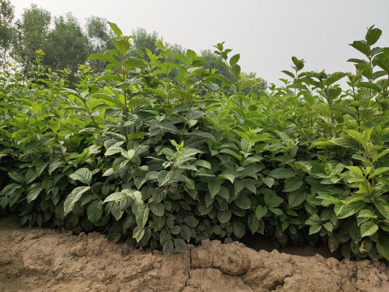 龙爪槐龙爪槐价格龙爪槐起树现场