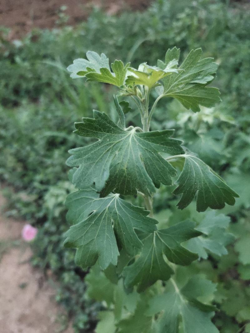 龙爪槐龙爪槐价格龙爪槐起树现场