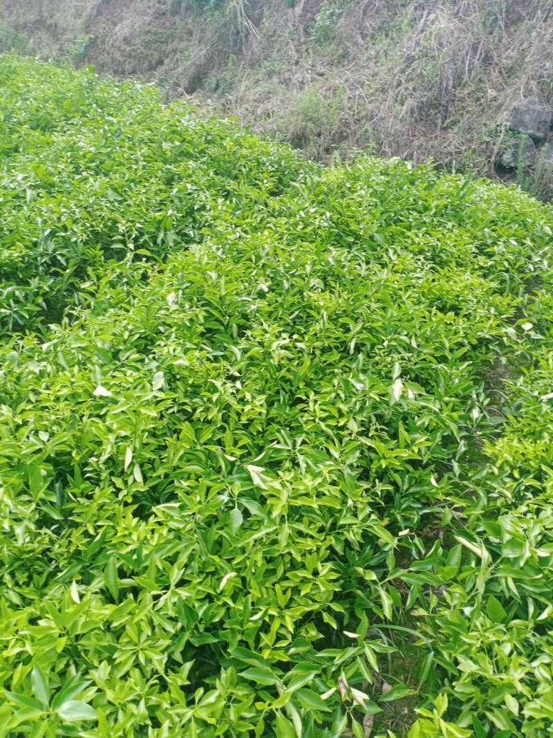 爱媛38。明日见，春见，大雅，沃柑，丑柑，蜜桔等