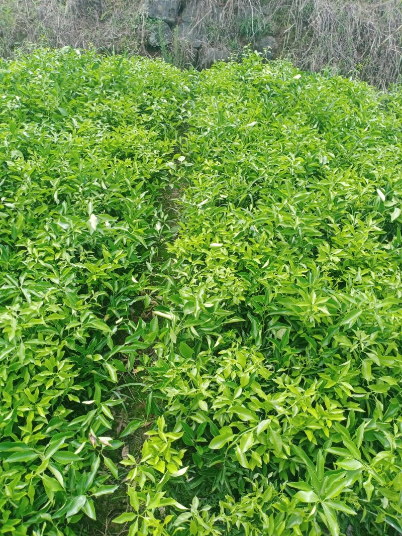 爱媛38。明日见，春见，大雅，沃柑，丑柑，蜜桔等