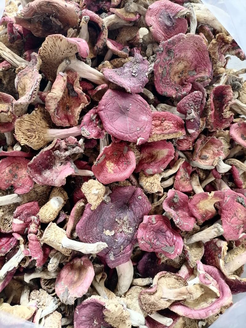 红菇上新货了，大量有货，包邮了（早中期货）