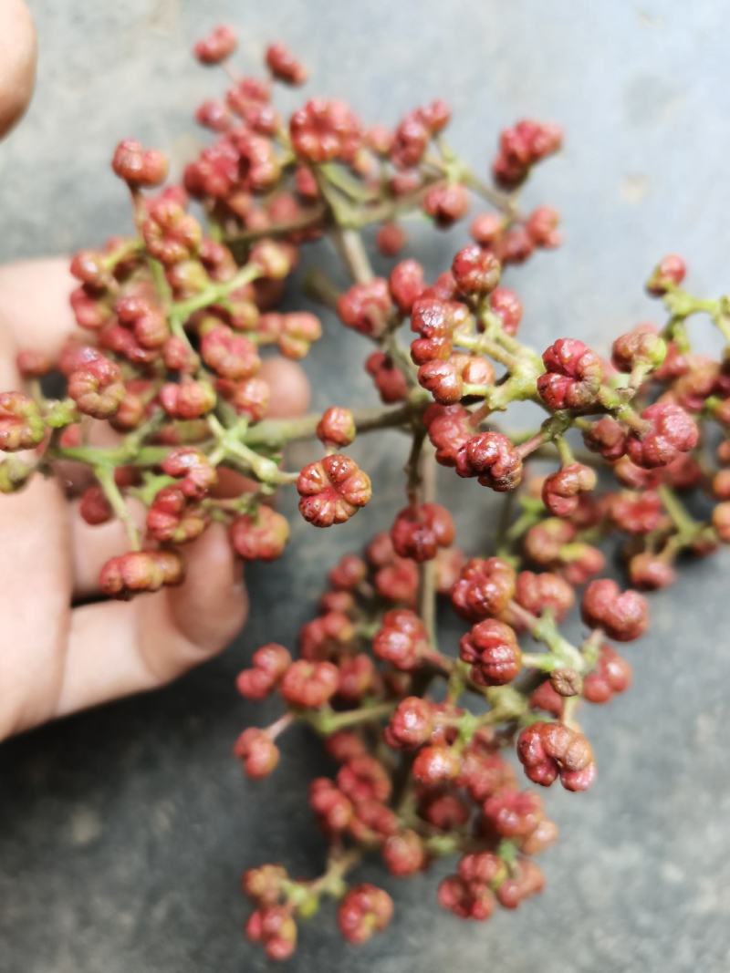 贵州中药材野生吴茱萸山辣子吴萸子