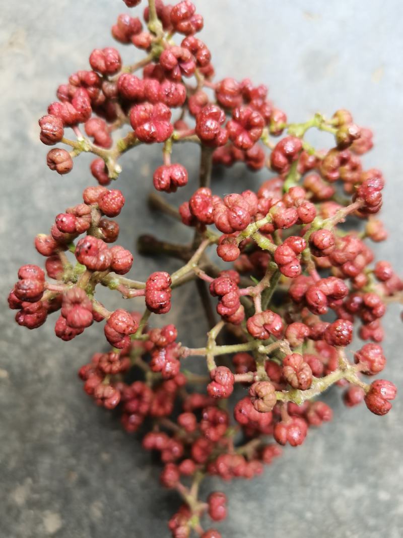 贵州中药材野生吴茱萸山辣子吴萸子