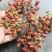 贵州中药材野生吴茱萸山辣子吴萸子