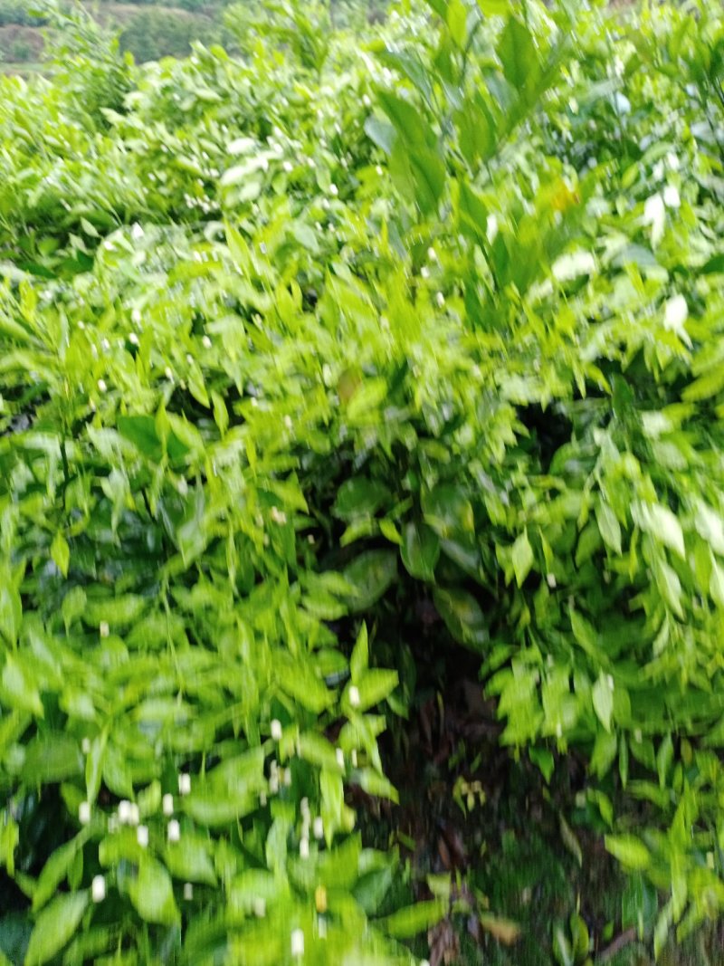 李子树苗，脆红李，凤凰李，等落叶果树，各种柑橘类