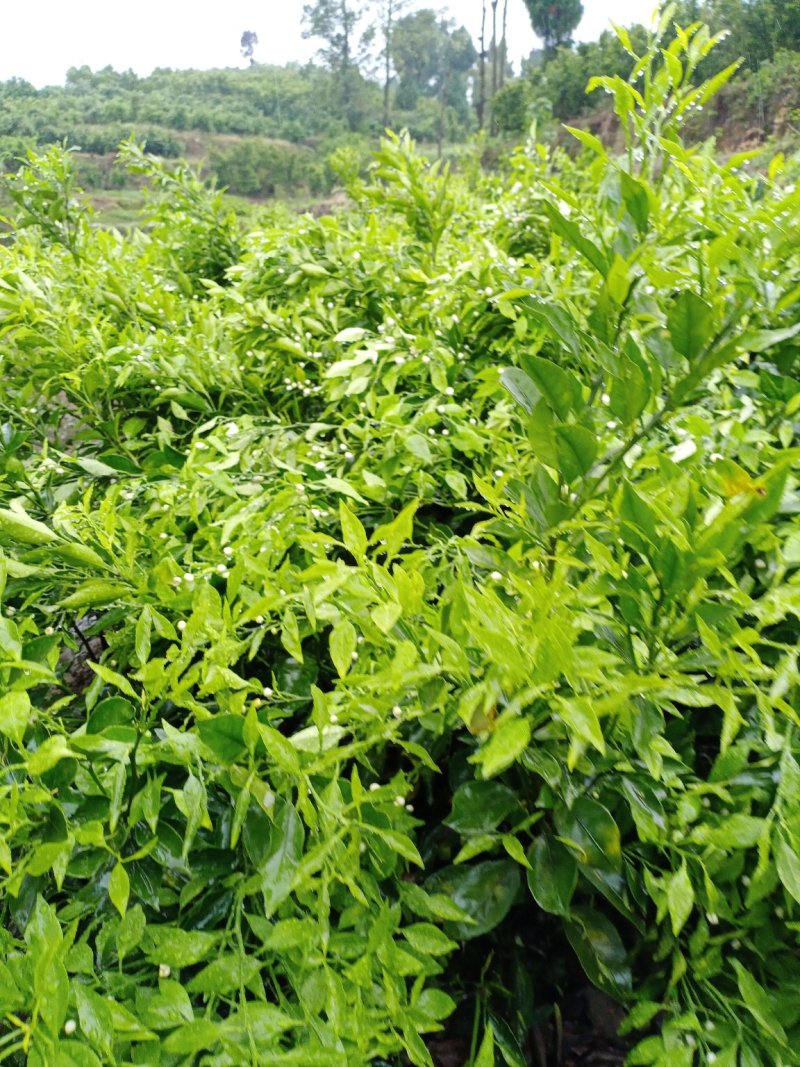 椪柑苗。明日见，沃柑，爱嫒38，春见，大雅，金秋，蜜桔等