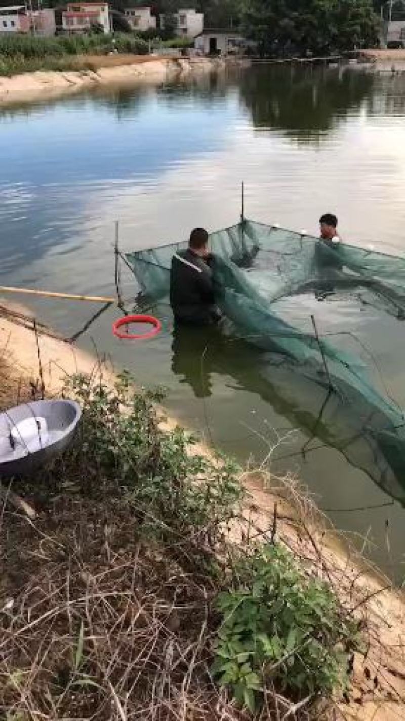 军鱼苗，青竹鱼苗，青竹鲤苗场直销，免费指导养殖技术