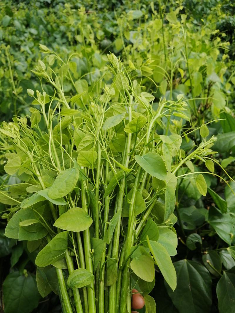 赤苍藤，龙须菜，姑娘菜，辣木菜！