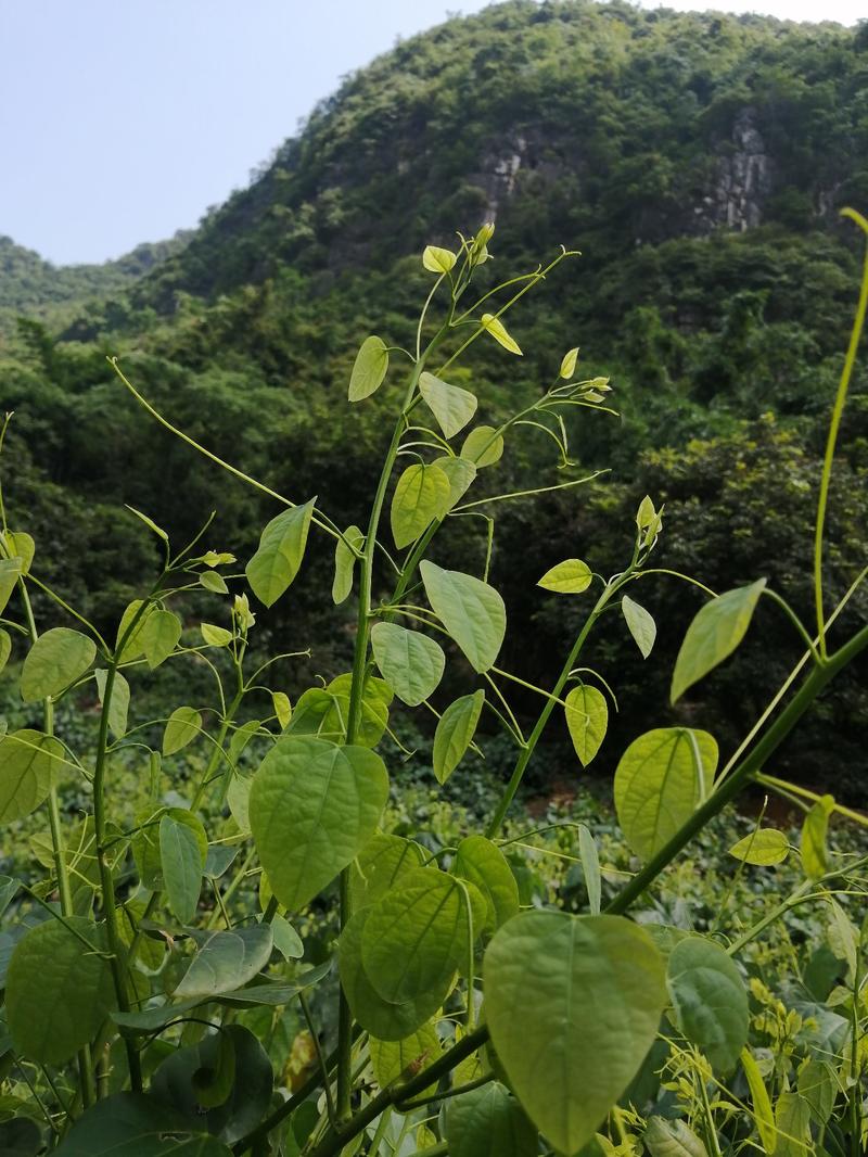 赤苍藤，龙须菜，姑娘菜，辣木菜！