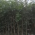 多花黄花风铃木基地直销