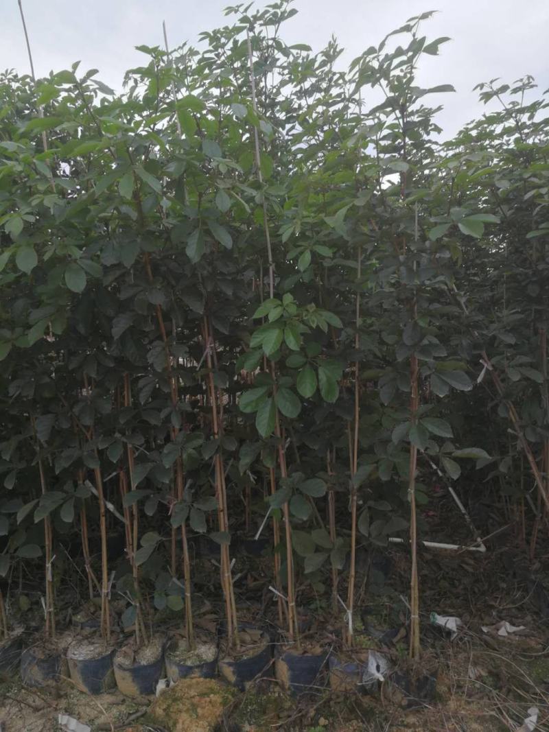 多花黄花风铃木基地直销