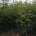 多花黄花风铃木基地直销