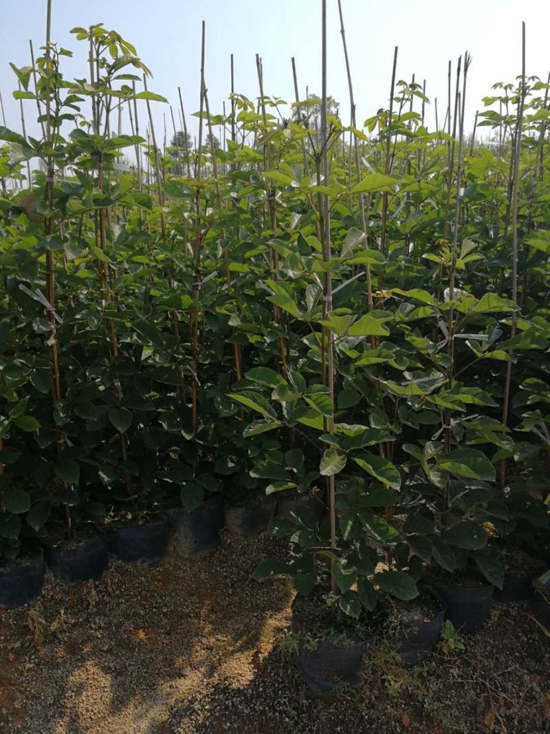 多花黄花风铃木基地直销