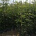 多花黄花风铃木基地直销