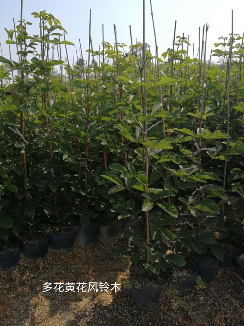 多花黄花风铃木基地直销