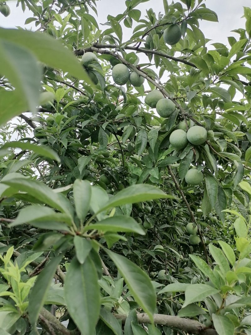 口感好！甜！外观飘亮！价格实惠！帮助别人就是帮助自己！