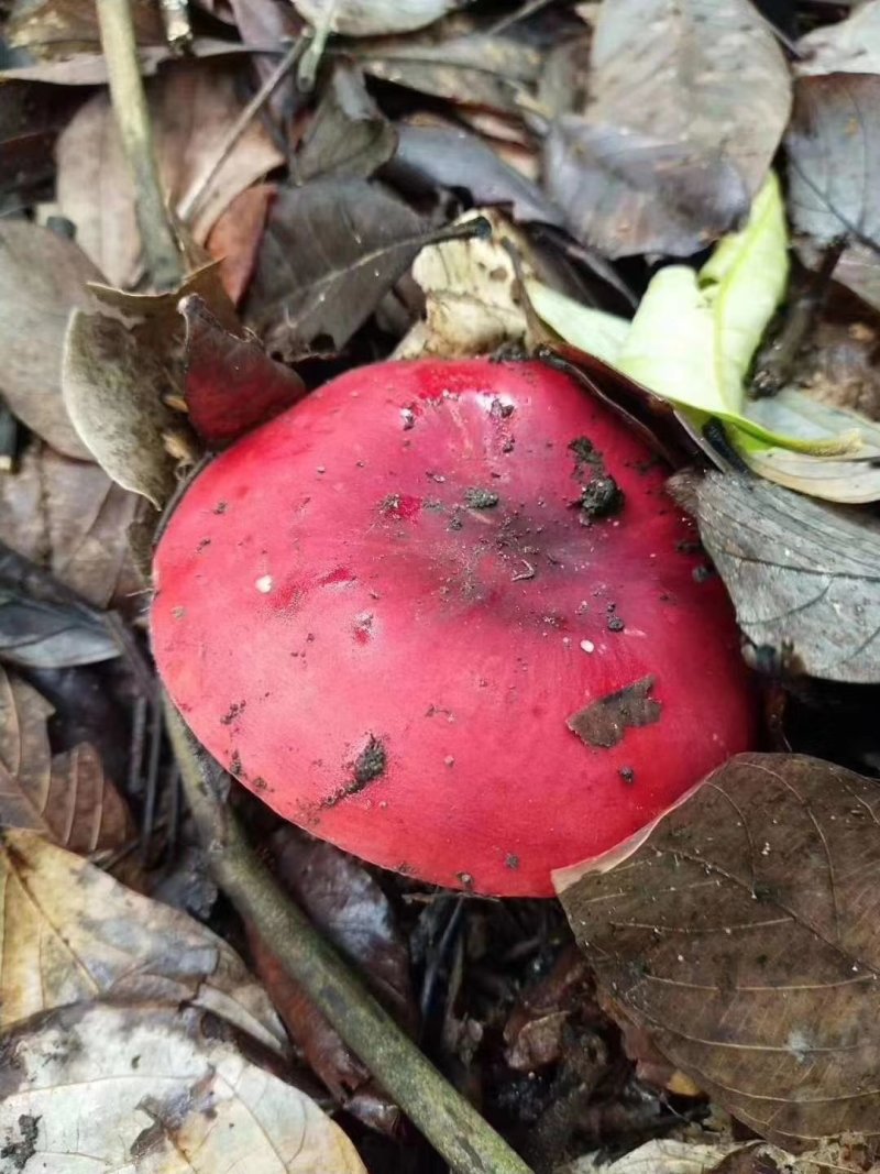 野生菌/食用菌/红菌