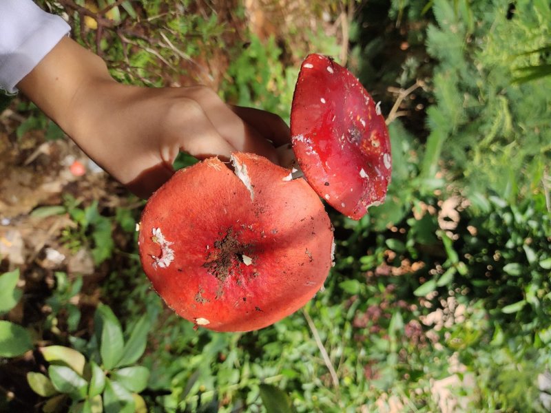 野生菌/食用菌/红菌