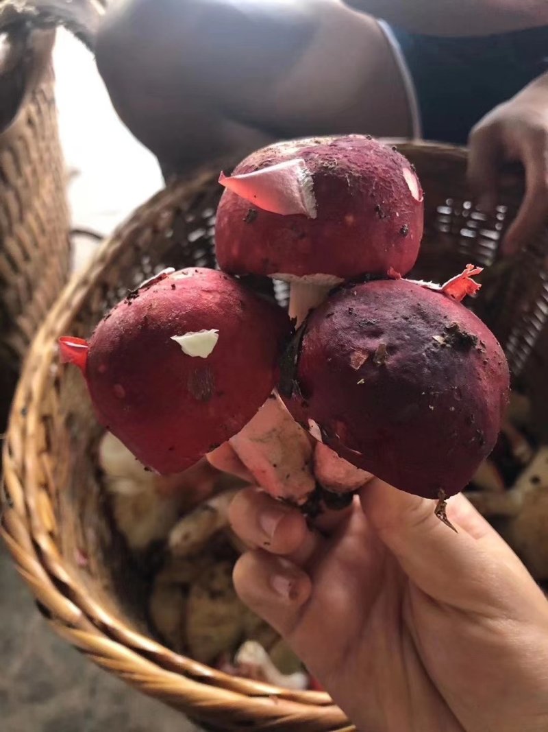 野生菌/食用菌/红菌