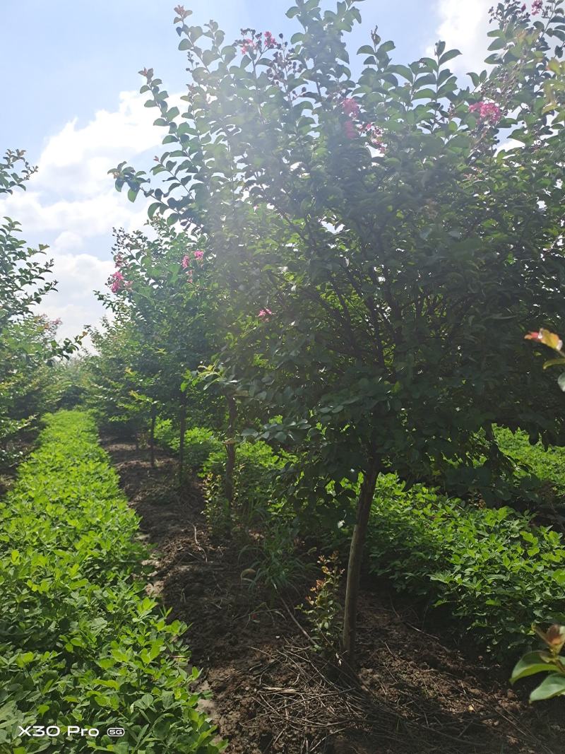 鄢陵纯玫瑰红紫薇天鹅绒红火箭紫薇基地全国发货