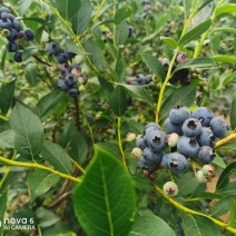 辽宁丹东蓝莓基地蓝枫莱克西品种齐全