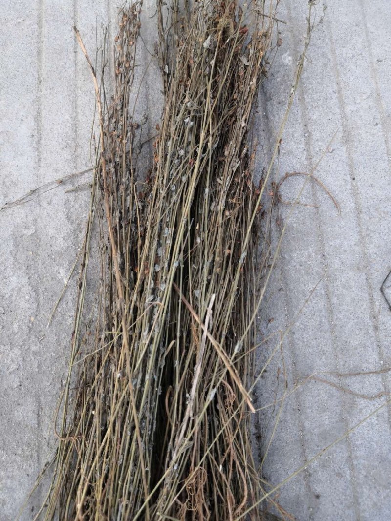 田基黄草产地直销量大从优一手货源