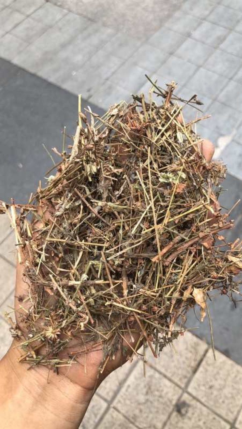 田基黄草产地直销量大从优一手货源