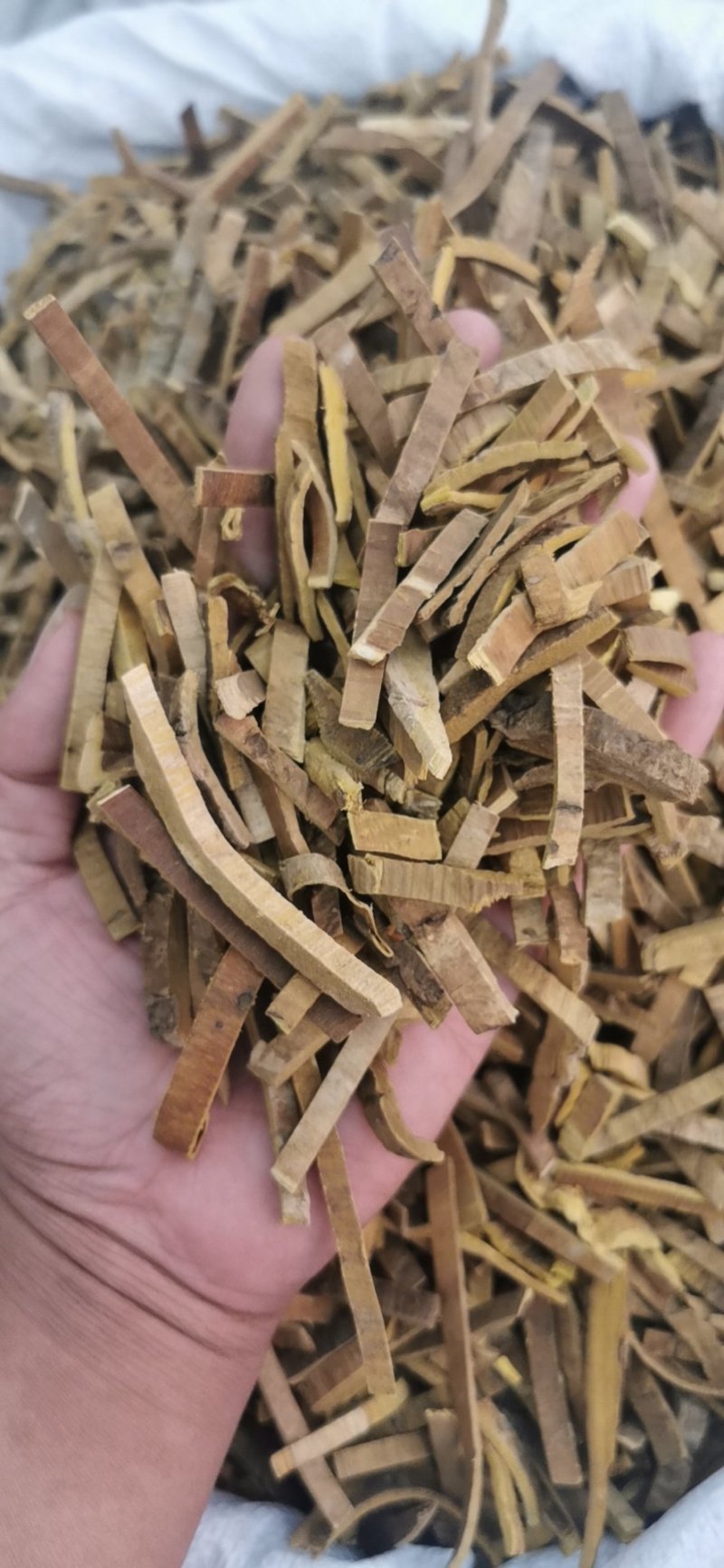 黄柏关黄柏产地直销量大从优一手