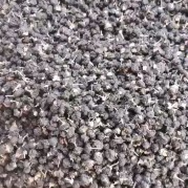 黑枸杞产地直销量大从优一手货源