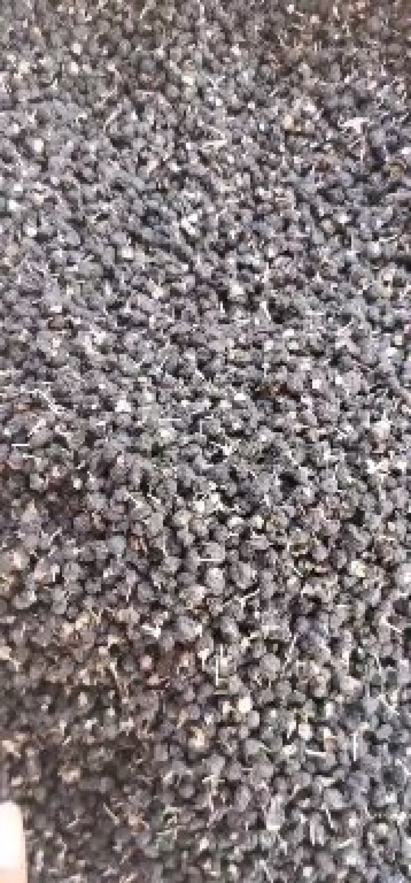 黑枸杞产地直销量大从优一手货源