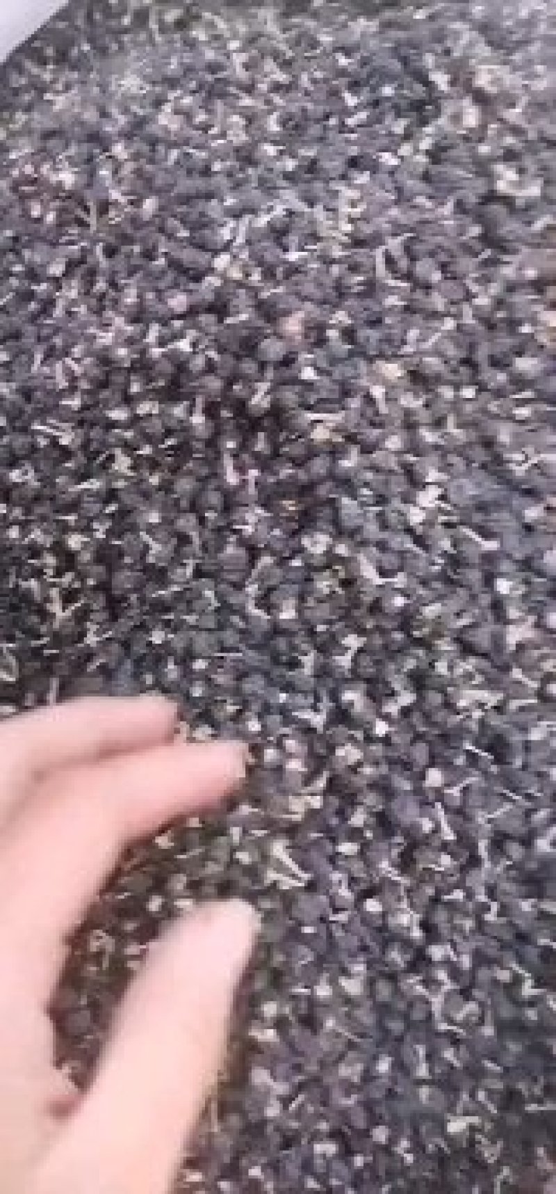黑枸杞产地直销量大从优一手货源