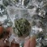 绞股蓝球状绞股蓝产地直销量大从优一手货源