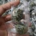 绞股蓝球状绞股蓝产地直销量大从优一手货源