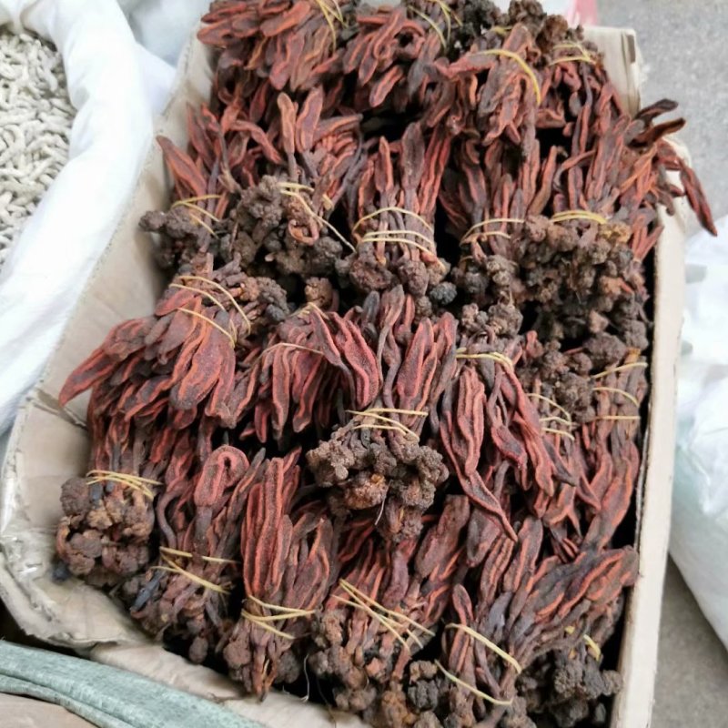 回春草捆吧回春草产地直销量大从优