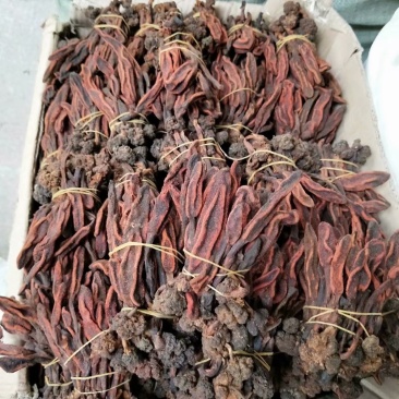 回春草捆吧回春草产地直销量大从优