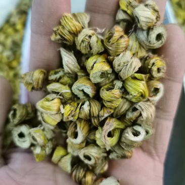 石斛耳环石斛产地直销量大从优一手货源