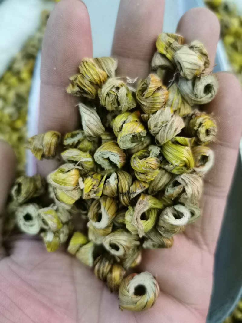 石斛耳环石斛产地直销量大从优一手货源
