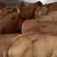 【牛犊】改良黄牛，黄牛牛犊双脊背，出肉达到50%对接养殖户