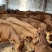 【牛犊】改良黄牛，黄牛牛犊双脊背，出肉达到50%对接养殖户