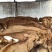 【牛犊】改良黄牛，黄牛牛犊双脊背，出肉达到50%对接养殖户