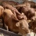【牛犊】改良黄牛，黄牛牛犊双脊背，出肉达到50%对接养殖户